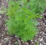 2 Sweet Annie Wormwood Plugs Artemisia Annua Medicinal Herb Start Fragrant. Fixed Price $10.00.