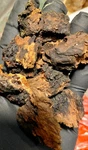 Chaga Dried Chunks, Harvested From Healthy Mature Yellow Birch 100 Grams. Fixed Price $39.99.