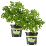 Bonnie Plants Citronella, Live Plant, 2.32 Qt. 2-PACK. Fixed Price $40.61.