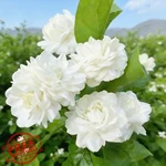 Mixrug Jasmine Flower Seeds 300+ Arabian Fragrant Vine Ornamental Plant. Fixed Price $20.00.