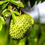 5 Seeds Annona Muricata Soursop Graviola Guyabano Guanabana Fruit Evergreen Tree. Fixed Price $14.49.