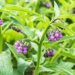 80+ Symphytum Officinale Comfrey Herb For Planting Heirloom .... Fixed Price $9.58.