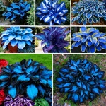 Mixrug Hosta For Planting, 297+PCS Rare Perennial Flower Seeds, N.... Fixed Price $7.96.