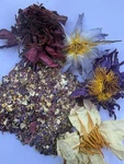 Nymphaea Caerulea Nouchali Red, Blue & White Lotus Petals Stamens Pre Ground. Fixed Price $60.00.