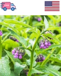 80+ Symphytum Officinale Comfrey Herb For Planting Heirloom .... Fixed Price $13.00.