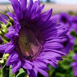 Mixrug 200+ Organic Seeds For Planting -. Fixed Price $10.15.