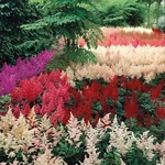 Mixrug 1000 Pcs Mixed Astilbe Seeds Perennialshade Tolerant Flower For .... Fixed Price $20.99.