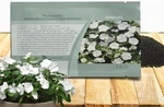 Outsidepride White Periwinkle Seeds For Planting 2000 Pcs Annual, Fast-bloomin. Fixed Price $15.95.