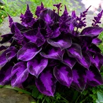 Mixrug Hosta Seeds For Planting, 200+PCS Rare Perennial Flower. Fixed Price $10.49.