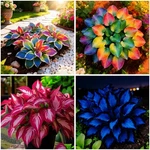 Mixrug Mixed Hosta COLLECTION(300+ Seeds),variegated & Blue. Fixed Price $9.93.