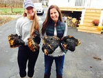 Organic Chaga Mushroom Wild Harvested From Live Birch Trees Multiple Sizes. Fixed Price $11.99.