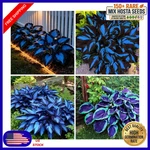 Mixrug 150+ Hostas Seed Midnight Blue For Planting Outdoors-rare Mixed. Fixed Price $8.99.