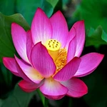 Sacred Lotus Flower Seeds (nelumbo Nucifera) Edible Aquatic Water Lily Plant. Fixed Price $9.95.