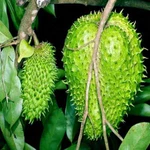 Live Plant 2FT Annona Muricata Soursop Guanabana Graviola Guyabano. Fixed Price $78.00.