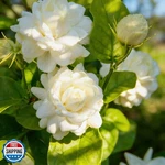 Mixrug 300+ Jasmine Flower Seeds Plant Outdoors-arabian -jas.... Fixed Price $20.00.