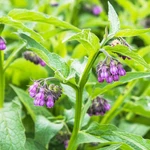 80+ Symphytum Officinale Comfrey Herb For Planting Heirloom Non. Fixed Price $10.58.