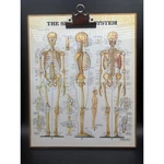 Vintage 1983 Skeletal System Anatomy Chart Clipboard Anatomical Co Medical. Fixed Price $75.00.