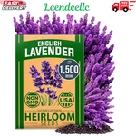 English Lavender Seeds 1500 Non-gmo Home Grown High Germination Herb Flower. Fixed Price $15.38.