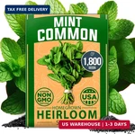Home Grown Non Gmo Common Mint (bulk Pack) 1,800 Heirloom Herb Seeds, Usa. Fixed Price $12.48.
