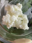 Live Organic Milk Kefir Grains - Fresh Active Starter Culture 15 Grams (3TSPS). Fixed Price $19.49.