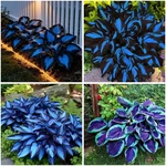 Mixrug Blue And Black (300+ Seeds),hosta Perennial For.. Fixed Price $12.99.
