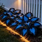 Mixrug 220+ Perennial For Planting,hosta Seeds,rare Mixed. Fixed Price $15.74.