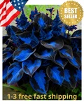 Mixrug Hosta Seeds For Planting, 200+PCS Rare Perennial Flower. Fixed Price $12.99.