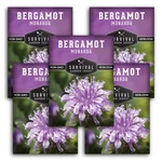 Bee Balm Seeds For Planting - Wild Bergamot (monarda Fistulosa) Green, Pink. Fixed Price $17.57.