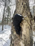 Fresh Harvested Chaga Mushroom Hand Ground Powder. Fixed Price $20.00.