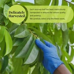 Soursop Leaves, 200+GRAVIOLA Hojas De Guanabana Leaf, Tea,. Fixed Price $14.19.