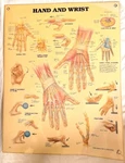 Vintage 1980S Laminated Anatomical Charts For Hand/wrist Foot/ankle 20X25". Fixed Price $55.00.