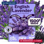 Svi 1500 English Lavender Seeds For Planting (lavandula Angustifolia) - Fragrant. Fixed Price $10.13.