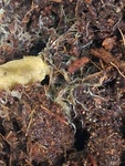 12OZ Grindal Worm Starter Culture Buy Get Free. Fixed Price $19.99.