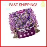 Fruivity 20000+PCS Creeping Thyme Seeds For Planting, Non-gmo Perennial Ground. Fixed Price $15.16.
