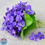 Mixrug 1000+ Viola Seeds -sweet Violet Flower For Planting Outdoors,per.... Fixed Price $20.00.