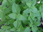 Catnip Great Garden Herb Cats Love Bulk 5,000 Seeds, Mint,white. Fixed Price $13.35.