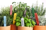 Herb Garden Seeds Collection (10-PACK) 100% Non Gmo, Open Pollinated Varieties. Fixed Price $12.96.