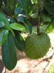 Graviola Soursop Tea Leaves 1/3LB 450/550 - Ships From Usa. Fixed Price $33.00.