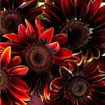 Mixrug 203+ Seeds For Planting Sunflowers - Organic. Fixed Price $10.15.