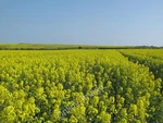 Photo 12X8 Fields Of Gold East Studdal Flowering Oil Seed Rape Pl C2011. Fixed Price $8.07.
