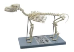 Eisco Labs Adult Dog Skeletal System, Anatomical Model, 12" Tall. Fixed Price $134.40.