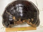 Lingzhi Mushroom (reishi) Display Piece Chinese Art Deco China Medicinal Health. Fixed Price $130.49.