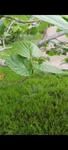 Fresh Picked Mulberry Leaves 25 Silk Worm/ Shrimp Food/ Tortoise. Fixed Price $12.99.