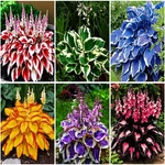 Mixrug Mixed Hosta Seeds COLLECTION300+ - Variegated Blue Foliage Shad.... Fixed Price $17.35.